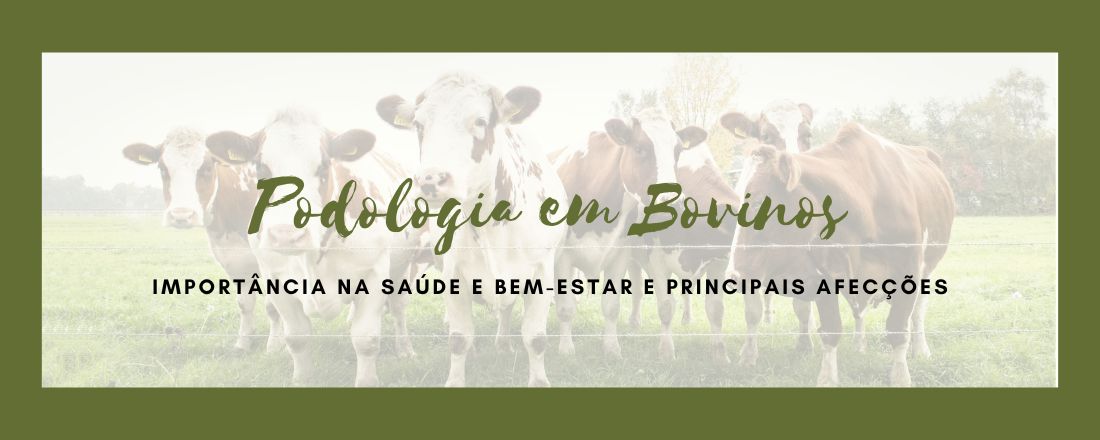 Podologia de bovinos: Importância na saúde e bem-estar e Principais Afecções