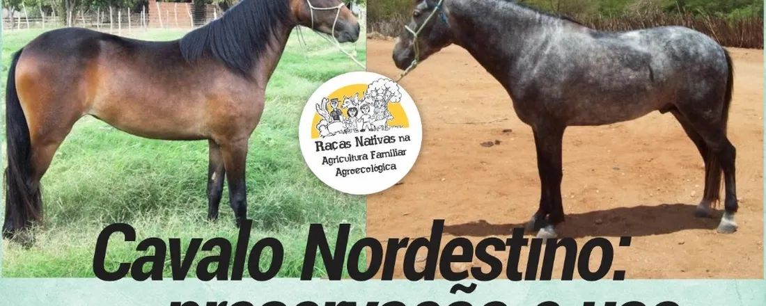 Cavalo Nordestino: preservação e uso