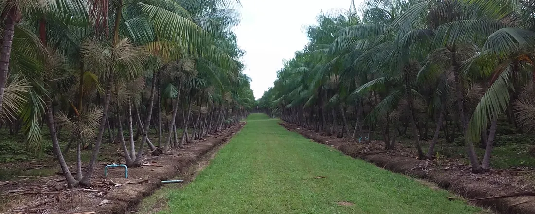 Caminhos da Produção Agroflorestal na Amazônia